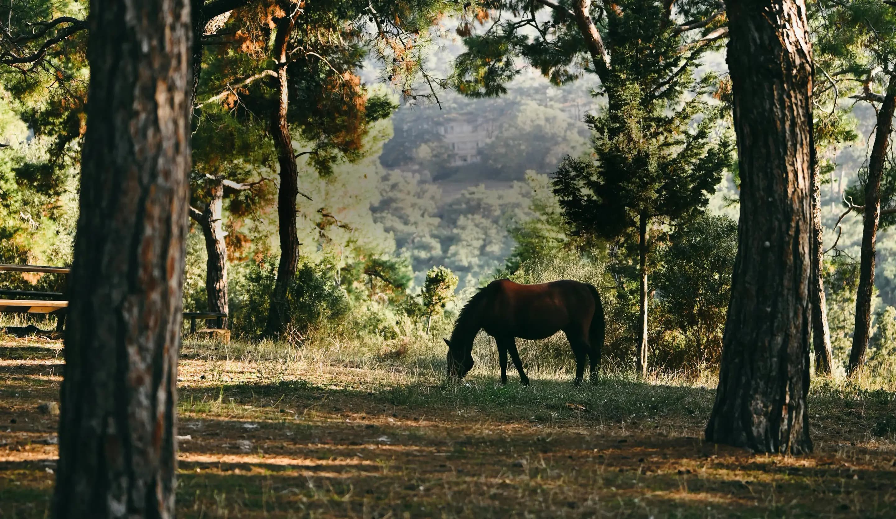 Horse relaxing in paddock