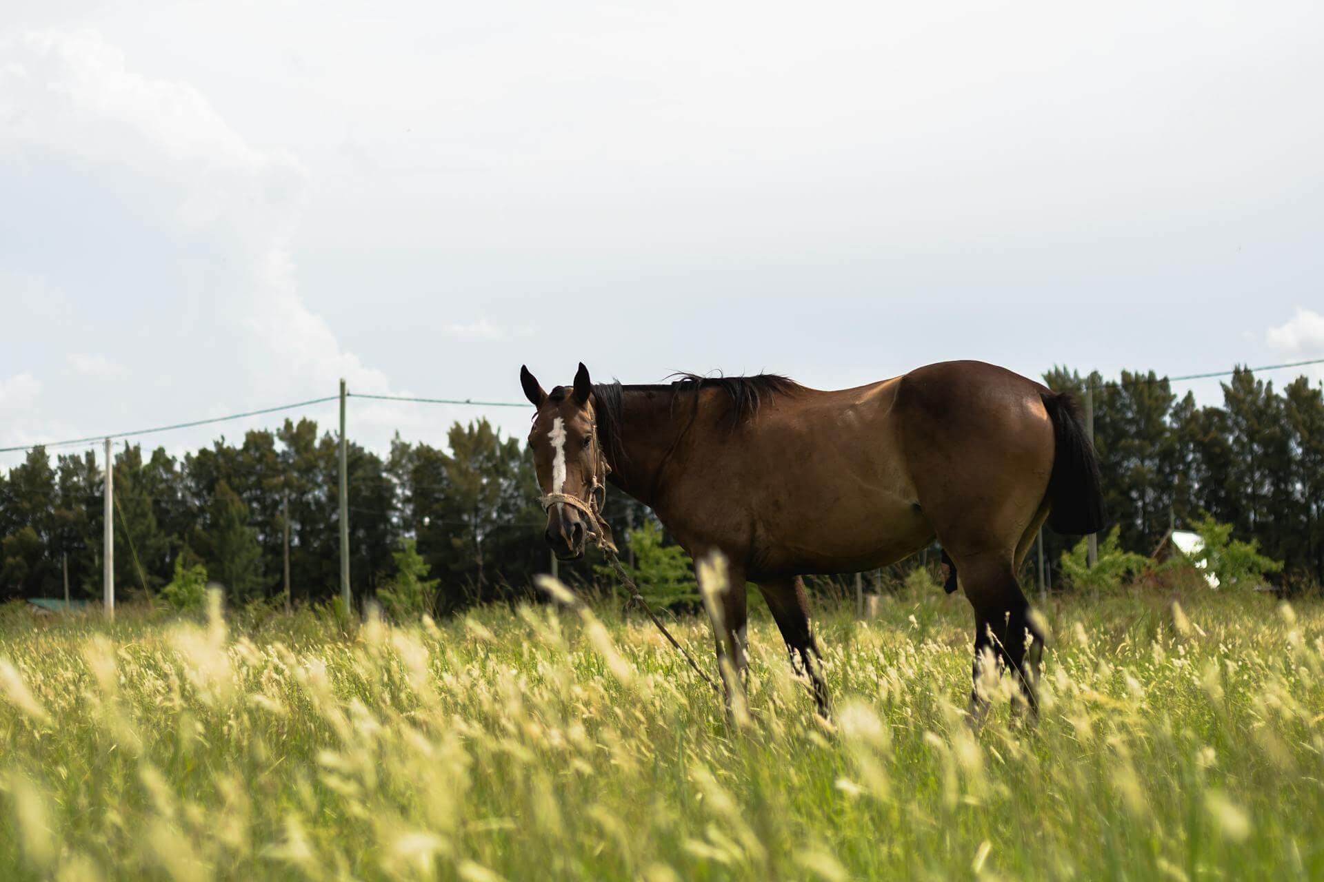 Cover image for Horse Agistment in Australia: The Complete 2025 Guide to Equine Agistment