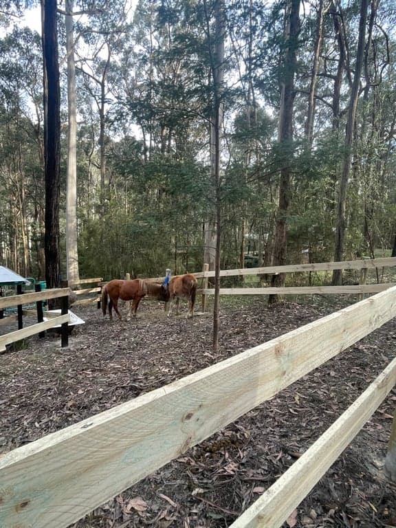 Farm Stay at Cosy Cottage, Forest Mountain Trails & Historic Pub nearby, Reefton, VIC (photo 5)
