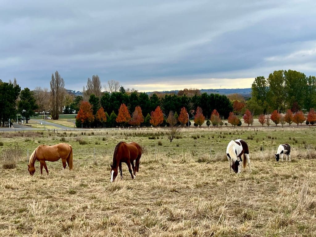 Farm Stay at Anahdale Cottage & Horse Stays, Blayney, NSW (photo 3)