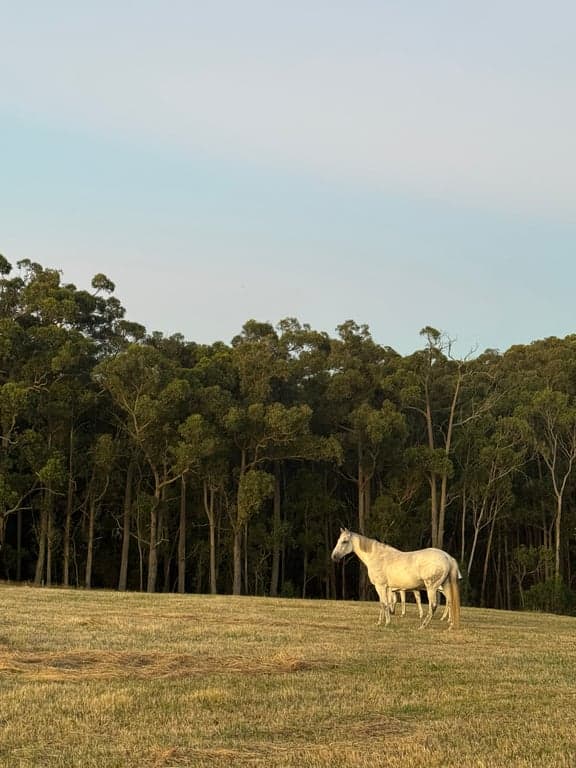 Farm Stay at Harvest Ranch Holiday with your Horse, Tynong North, VIC (photo 8)