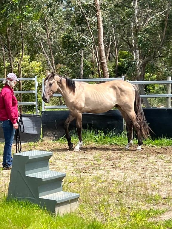 Farm Stay at Ride own horse on Great Southern Rail Trail and stay in Tiny, Nyora, VIC (photo 5)