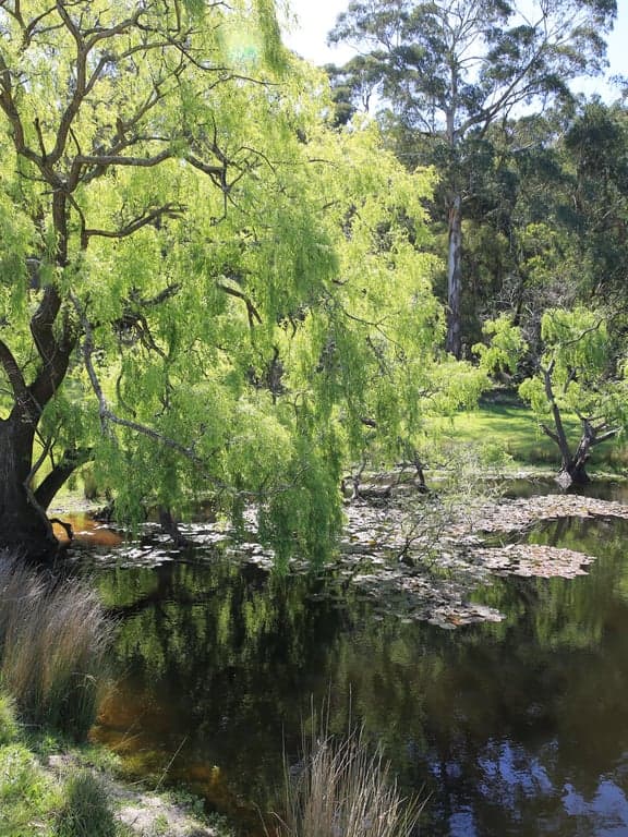 Farm Stay at Harvest Ranch Holiday with your Horse, Tynong North, VIC (photo 5)