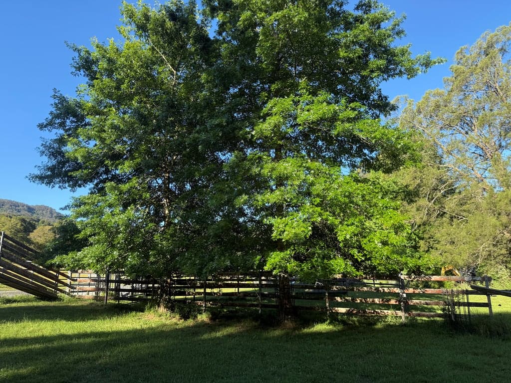 Farm Stay at Ferncroft Farm Tiny Home and Horse Stay, Wattamolla, NSW (photo 3)