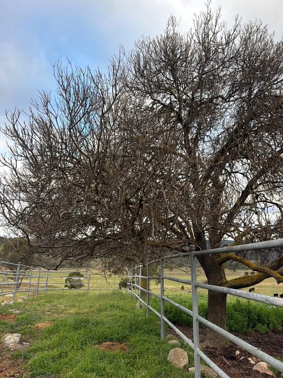 Farm Stay at Horse Stables and Camping, Burra, NSW (photo 2)
