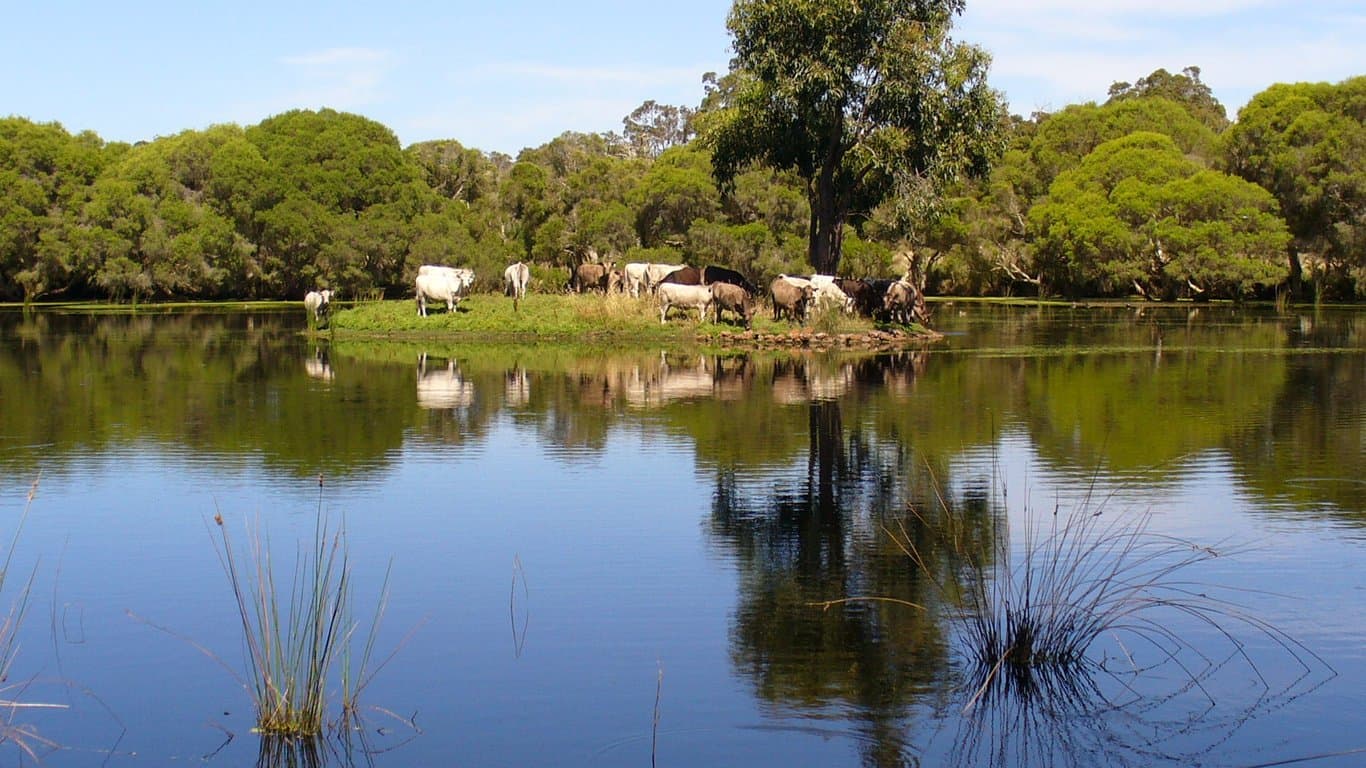 Farm Stay at SAFE FOR HORSES AND COSY ACCOMMODATION FOR THEIR RIDERS, Narrikup, WA (photo 8)