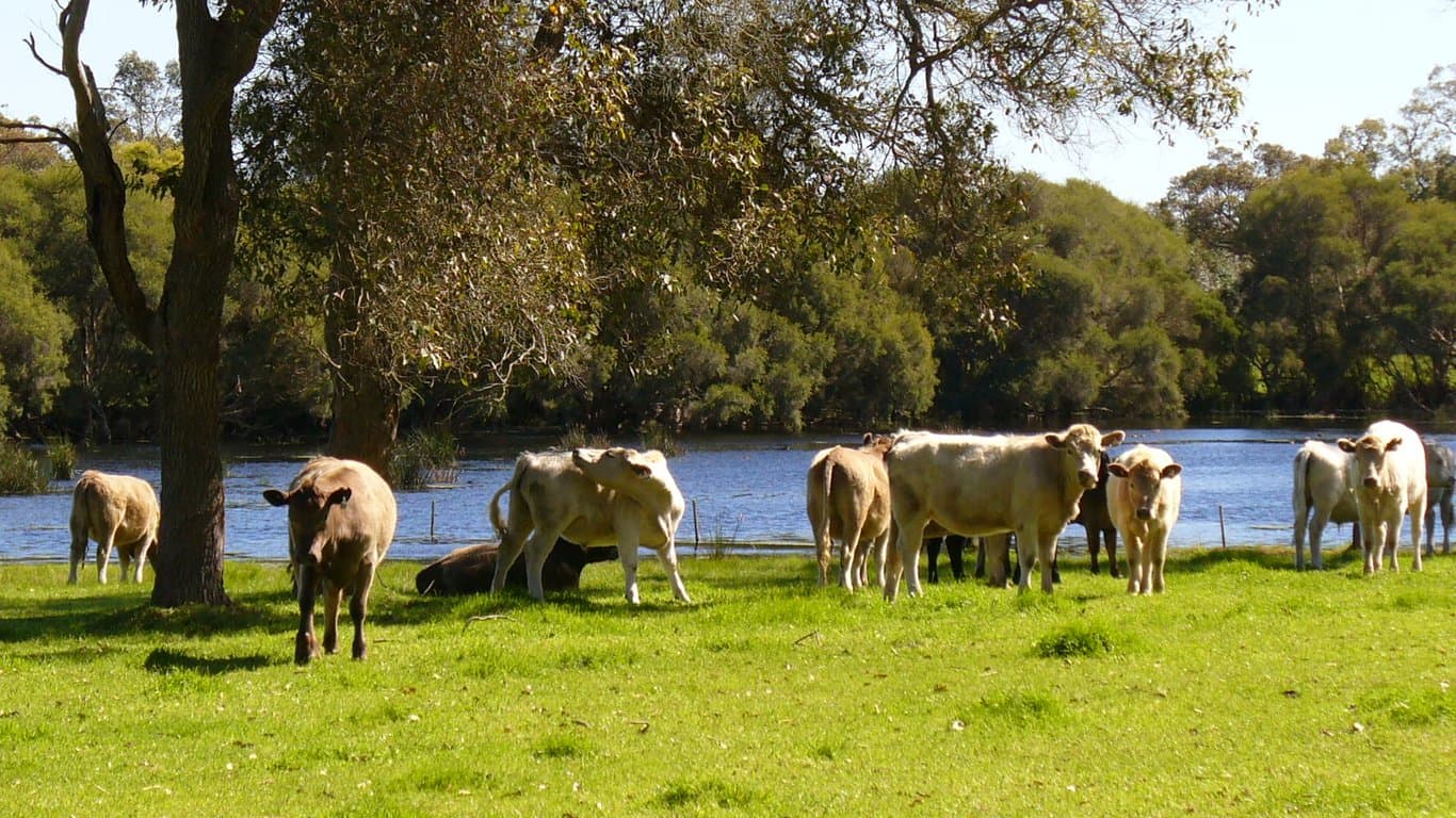 Farm Stay at SAFE FOR HORSES AND COSY ACCOMMODATION FOR THEIR RIDERS, Narrikup, WA (photo 7)