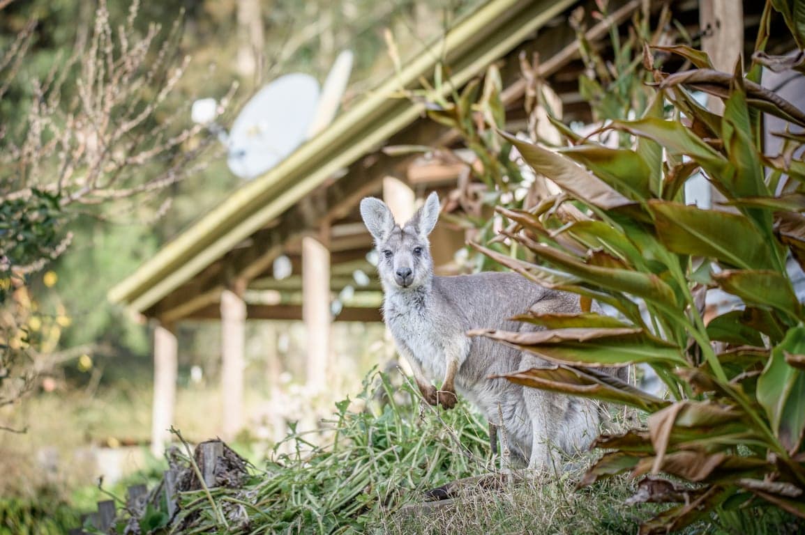 Farm Stay at Stay and play with your horse, Fernances Crossing, NSW