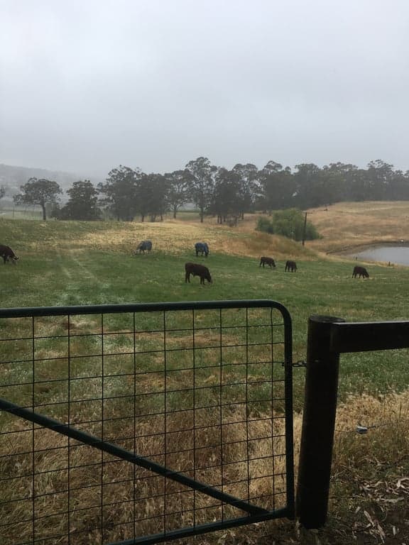 Farm Stay at Adelaide Hill spring board experience, Littlehampton, SA (photo 8)