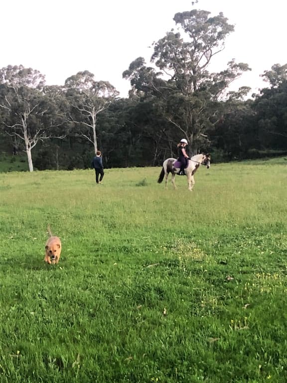 Farm Stay at Hidden Brook Stays perfect for you and your horse!, Bundanoon, NSW (photo 3)