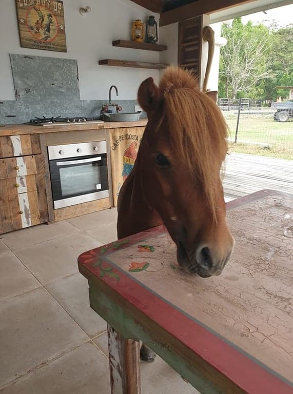 Farm Stay at Equine Bed and Breakfast. A perfect mini-break, Mullumbimby, NSW (photo 6)