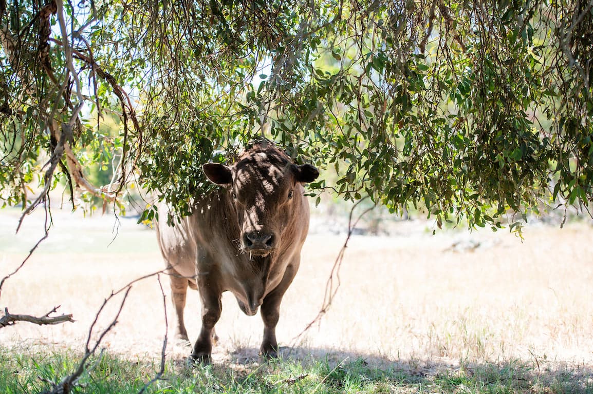 Farm Stay at Haddlestone Farm. Camp with your horse and ride for miles!, Trigwell, WA (photo 6)