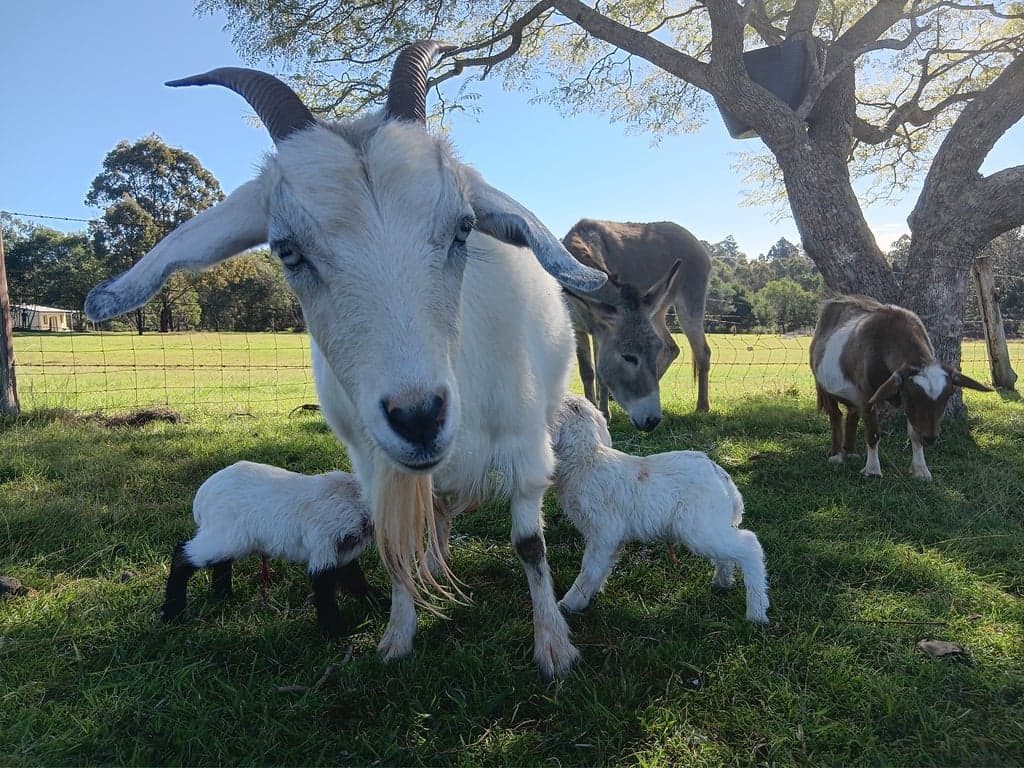 Maison De Lavande Farmstay, Benarkin North, QLD (photo 9)