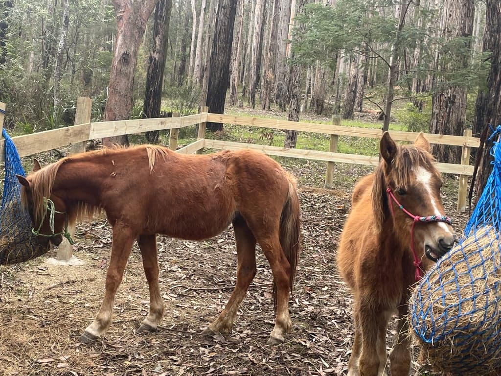 Farm Stay at Cosy Cottage, Forest Mountain Trails & Historic Pub nearby, Reefton, VIC (photo 7)