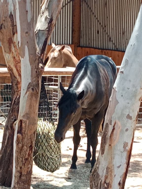Short stay holiday with your horse traveling overnight stays, Kanmantoo, SA (photo 4)