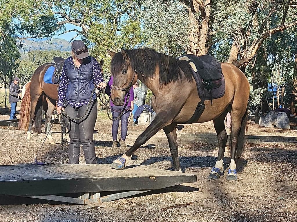 Farm Stay at Molyullah Equine - camping & yards, obstacles & arena (photo 10)