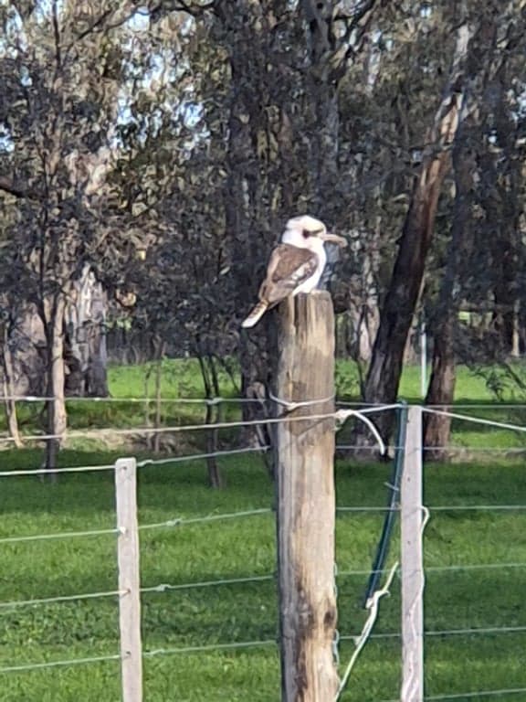 Farm Stay at Quiet, calm environment for horse & human stays, Arcadia, VIC (photo 9)