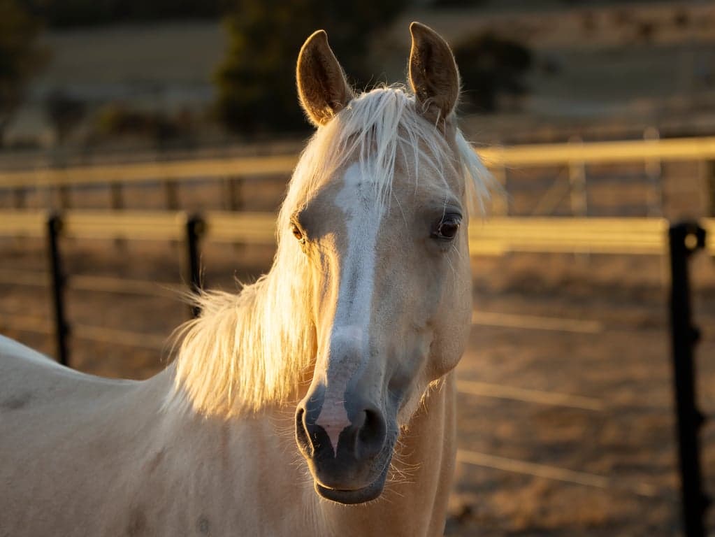 Luxury Tiny Farm Stay Bring Your Horse City Escape, North Dandalup, WA (photo 7)