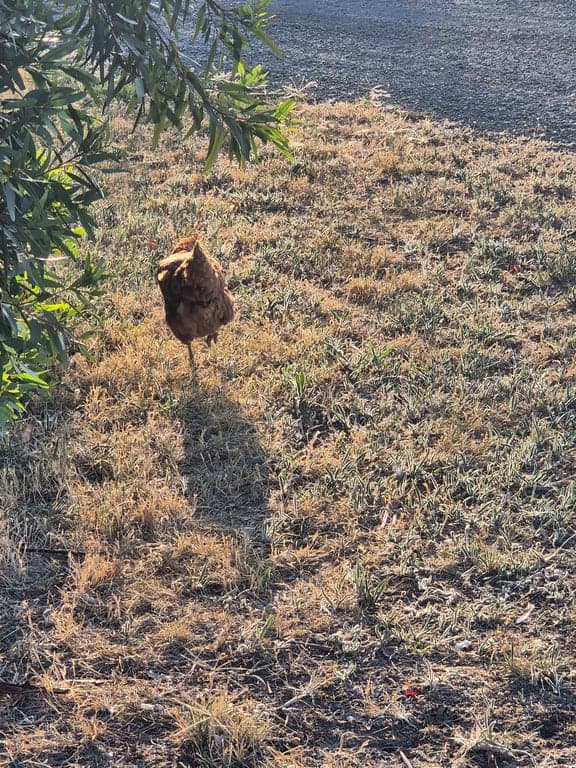 Farm Stay at Horse has a 5* bed and so do you..., Arcadia, VIC (photo 4)