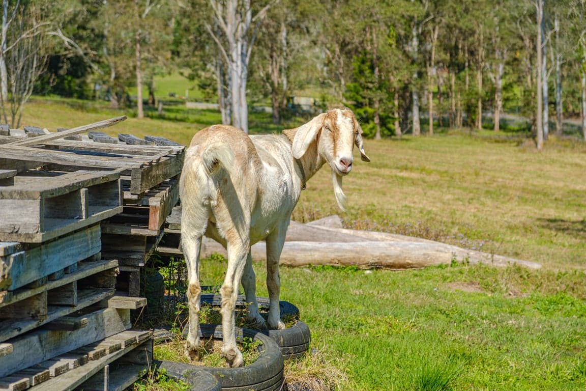 Farm Stay at Your bed & your horses mtr apart. No roughing it., Gheerulla, QLD (photo 8)