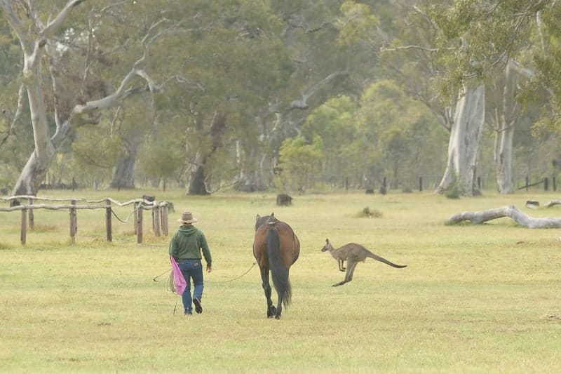 Campsite amenities + large overnight yarding for horses, Mooralla, VIC