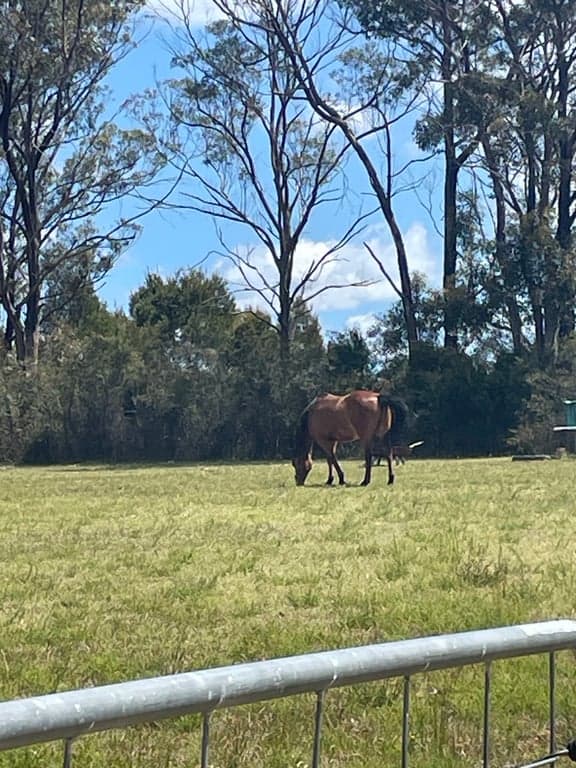Farm stay with paddock and trails at the frontdoor, Balmoral, NSW (photo 6)
