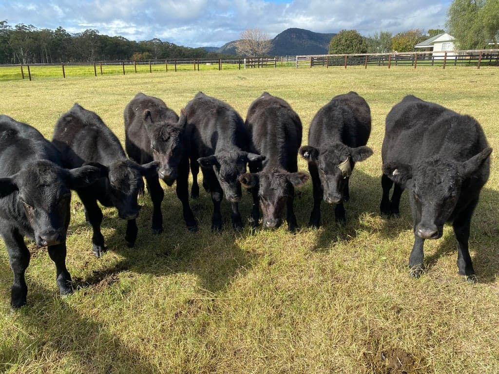 Malolo Park Farmstay in the Watagans Hunter valley, Quorrobolong, NSW (photo 6)