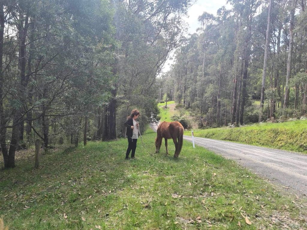 Farm Stay at Cosy Cottage, Forest Mountain Trails & Historic Pub nearby, Reefton, VIC (photo 2)