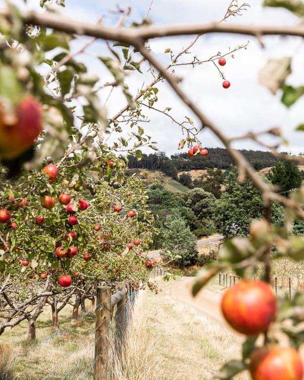 Farm Stay at The Barn & Paddock, Cygnet, TAS (photo 7)