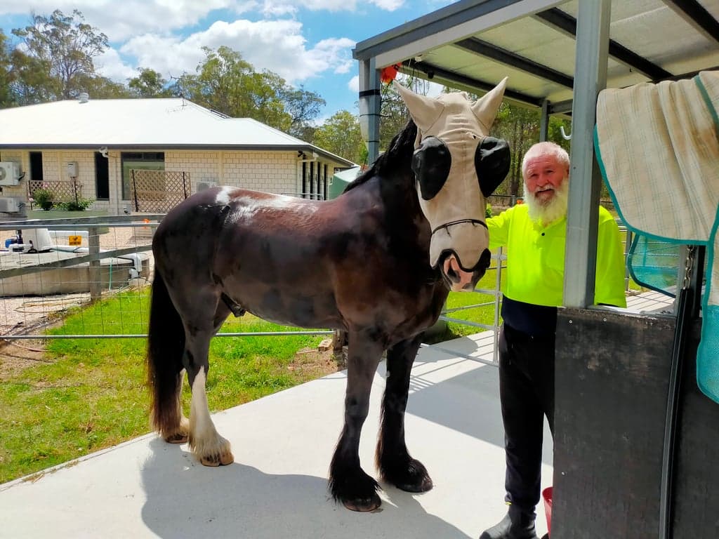 Farm Stay at Short stays for humans and their horses. Paddock or stable., Stockleigh, QLD (photo 6)