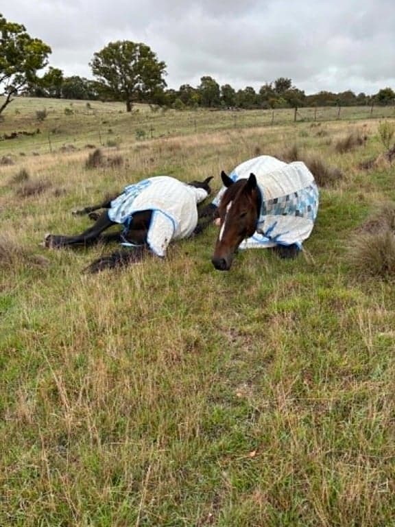 Overnight/short term stays offered for horses., Yarra, NSW (photo 3)