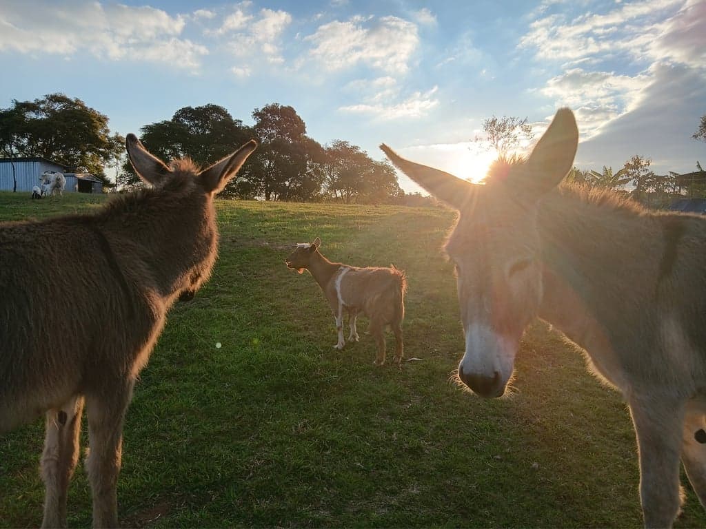Maison De Lavande Farmstay, Benarkin North, QLD (photo 8)