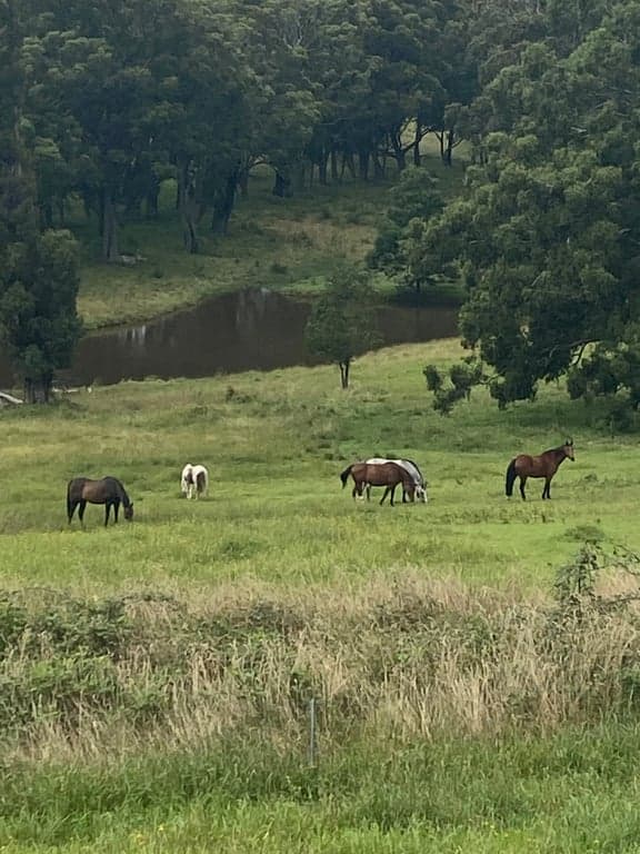 Farm Stay at Hidden Brook Stays perfect for you and your horse!, Bundanoon, NSW (photo 4)
