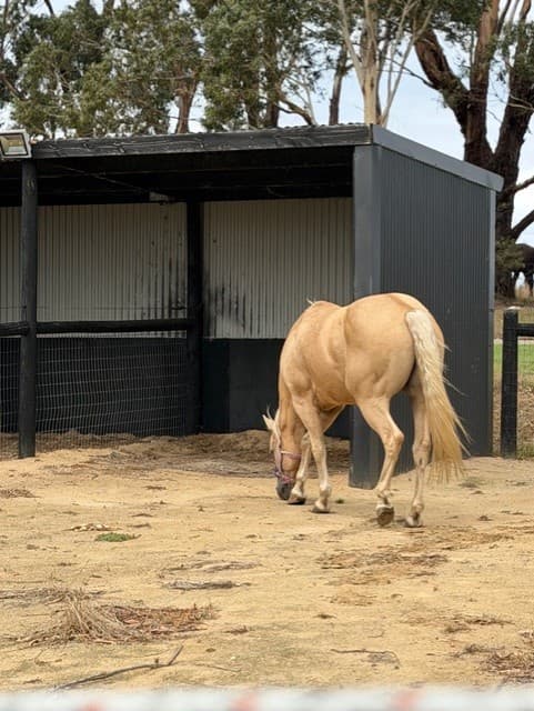 Thumbnail 2 of Luxury Retreat for Humans & Horses-Villa 1