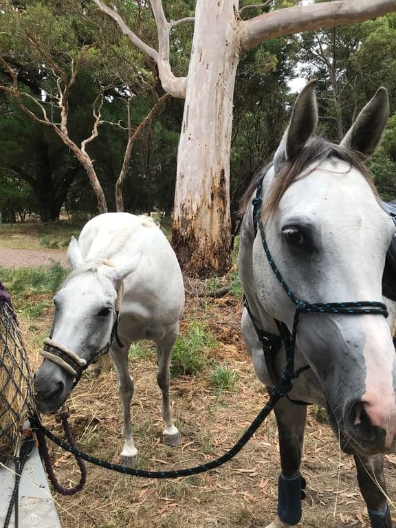 Farm Stay at Adelaide Hill spring board experience, Littlehampton, SA (photo 10)