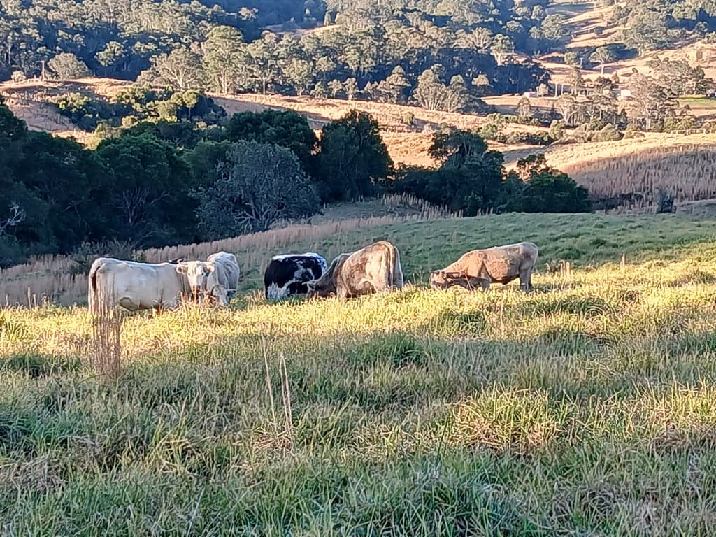 Homeville Horse Camp Farmstay, Elands, NSW (photo 7)