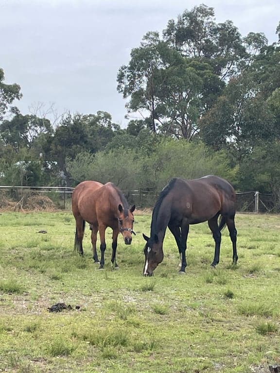 Farm stay with paddock and trails at the frontdoor, Balmoral, NSW (photo 2)