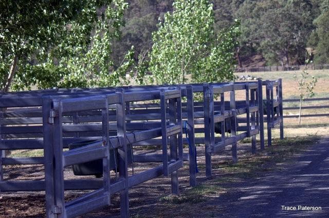 Overnight Horse Accommodation, Blandford, NSW (photo 2)