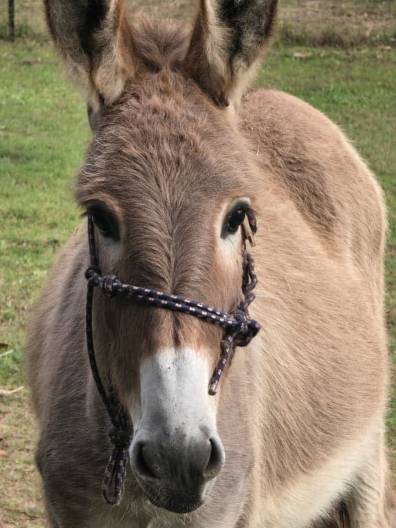 Welcome to Mount Mulgowie-off grid, horse friendly farm stay, Buaraba, QLD (photo 3)
