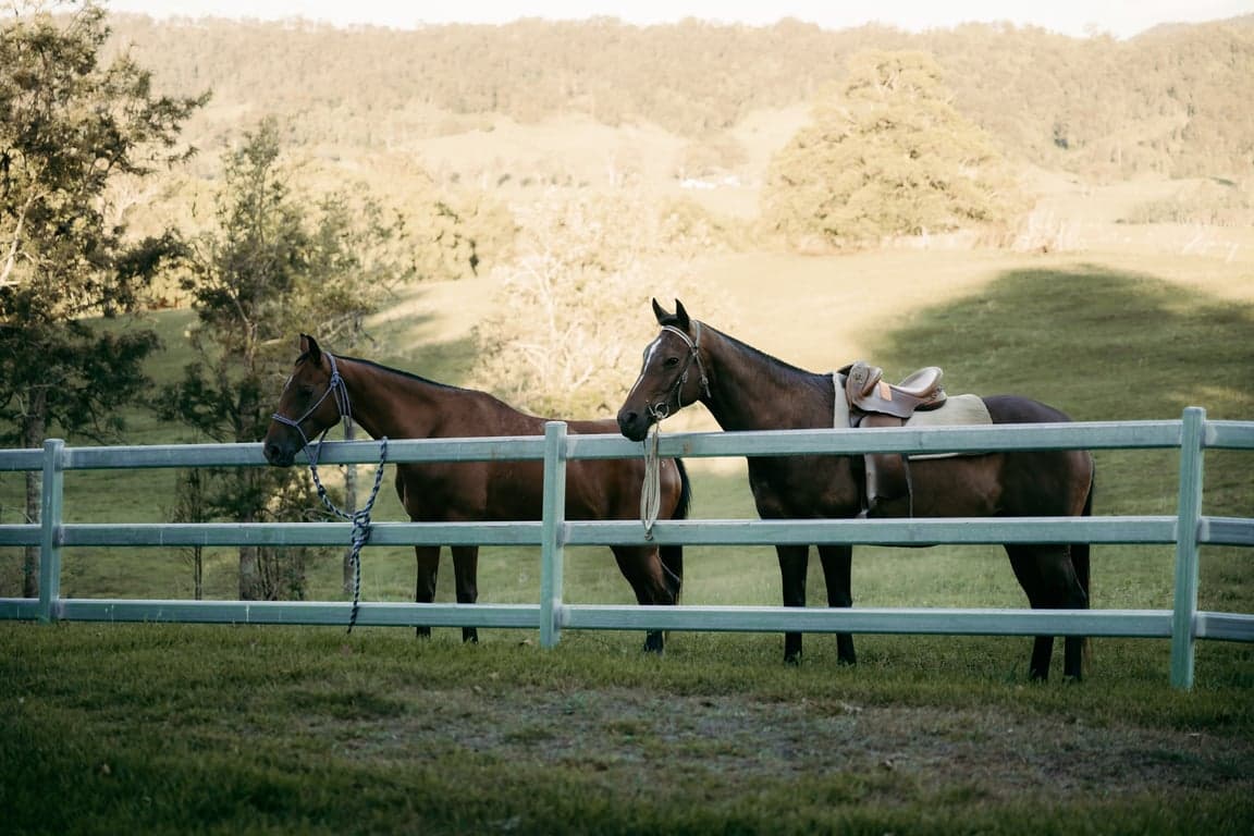 BYO Horse Farmstay – Scenic Trails & Open Pastures, Fawcetts Plain, NSW (photo 3)