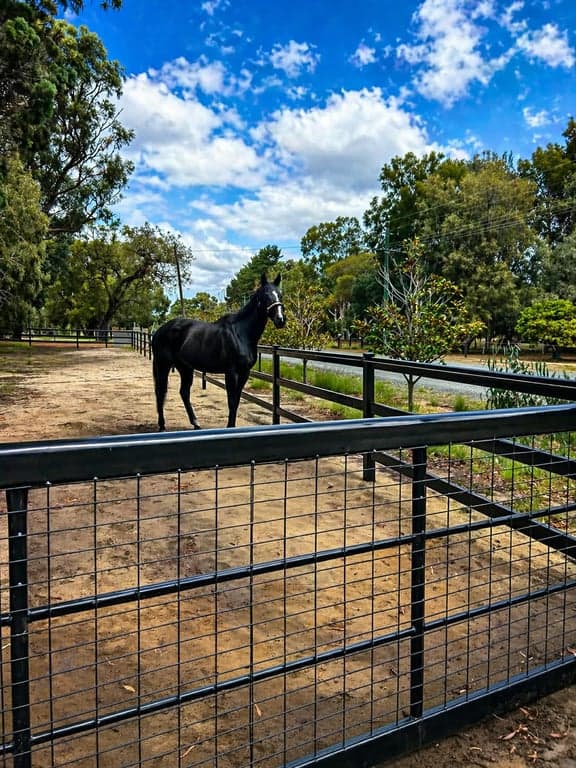 Farm Stay at Equestrian Paradise - Ride, Relax & Recharge 🐎, Herron, WA (photo 10)