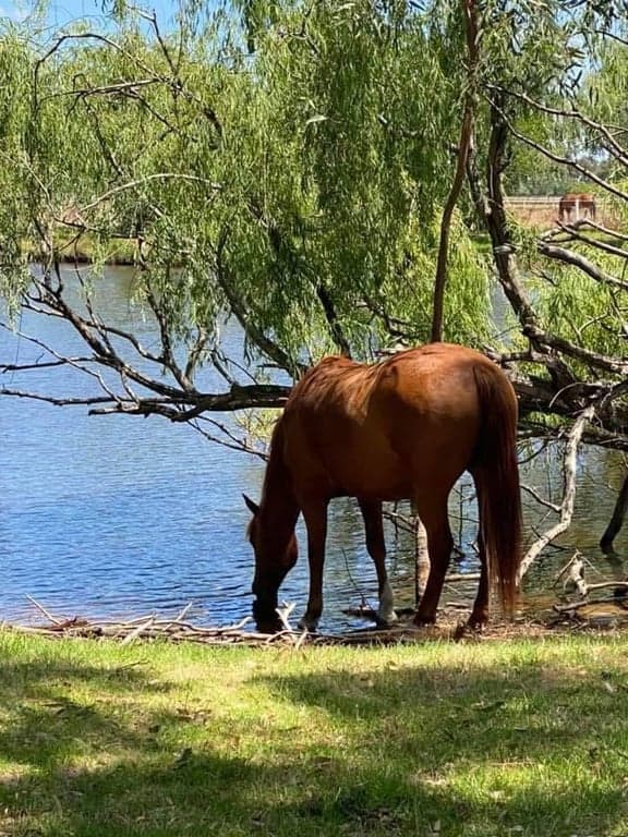 Farm Stay at Cosy cottage and big paddocks. Perfect for short stay, North Dandalup, WA (photo 7)