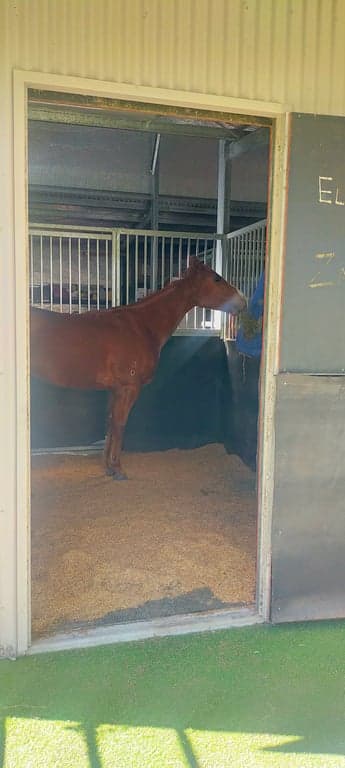 Farm Stay at Short stays for humans and their horses. Paddock or stable., Stockleigh, QLD (photo 2)