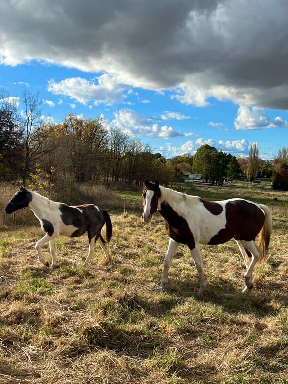 Farm Stay at Anahdale Cottage & Horse Stays, Blayney, NSW (photo 4)