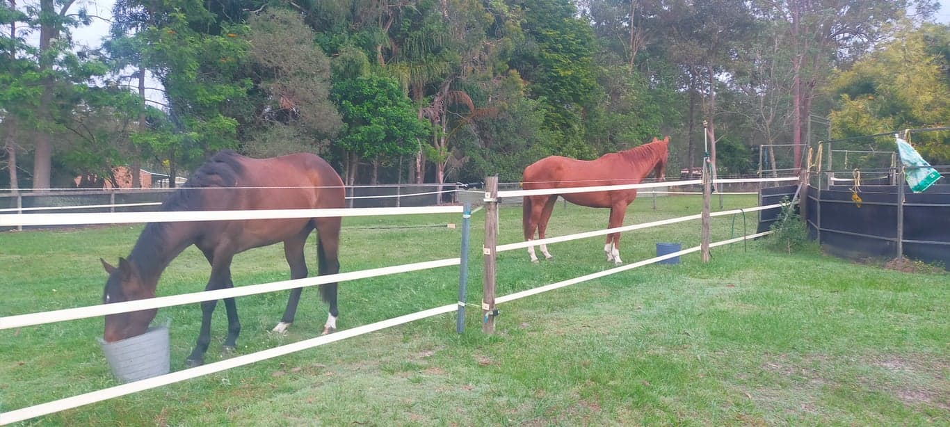 Farm Stay at Short stays for humans and their horses. Paddock or stable., Stockleigh, QLD (photo 3)