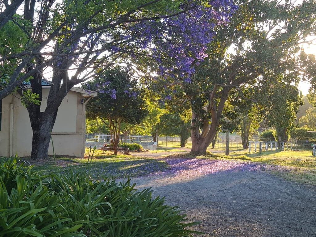 Farm Stay at Equestrian 5 star horse riding facility., Bedfordale, WA (photo 7)