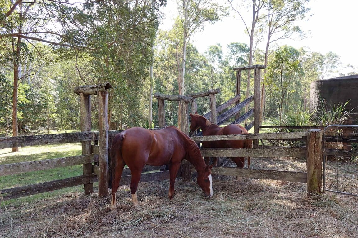 Farm Stay at Endeavour Grey - Mothar Mt Horse & Guest Stay, Mothar Mountain, QLD (photo 4)