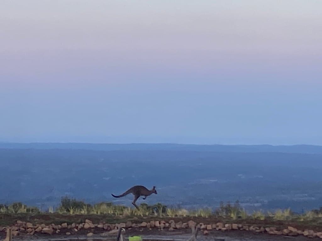 Farm Stay at Cabin and Horse Stay on the Escarpment, Sassafras, NSW (photo 6)