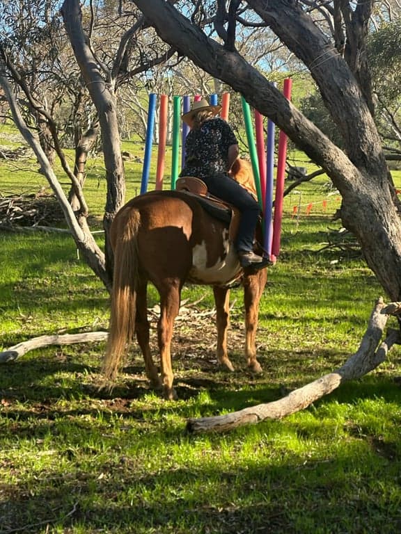Short stay holiday with your horse traveling overnight stays, Kanmantoo, SA (photo 3)