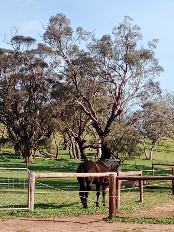 Short stay holiday with your horse traveling overnight stays, Kanmantoo, SA (photo 2)